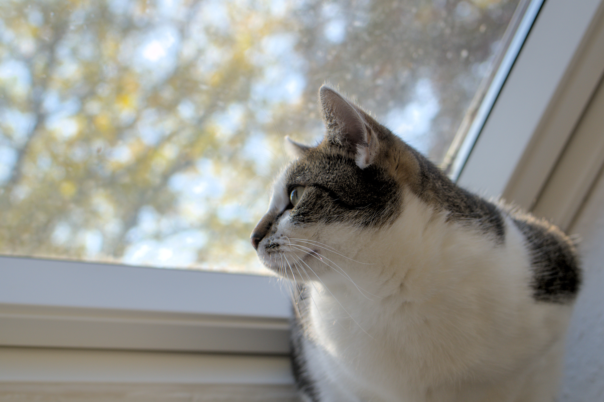 Irgendetwas ist ja immer