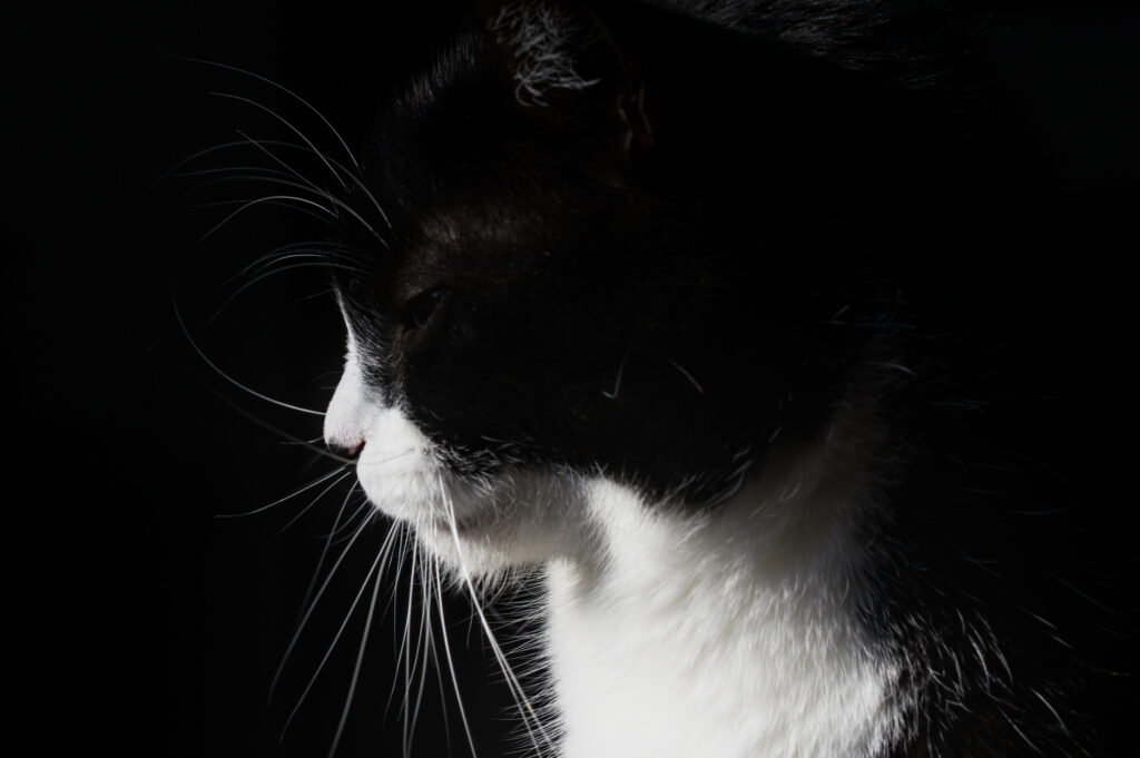 Schwarzweißer Kater Phips vor einem schwarzen Hintergrund. Er dreht den Blick gerade weg von der Kamera