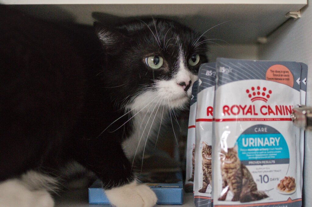 Kater Phips ist in den Schrank geklettert und hat sich in ein Regalfach gequetscht 