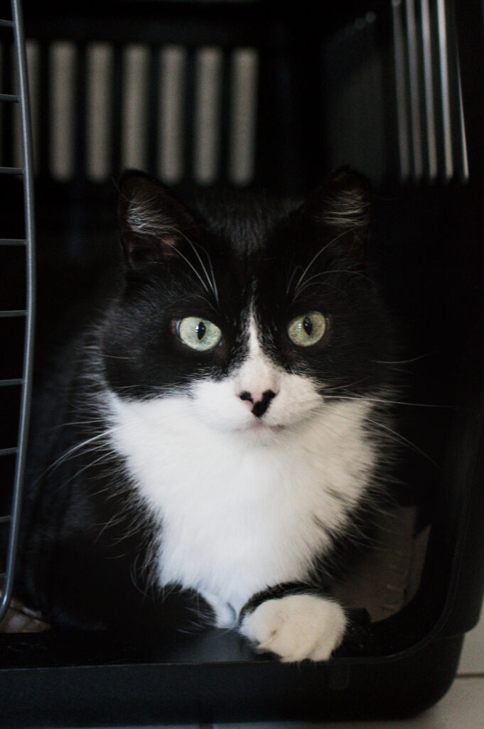 Porträt vom Kater Phips. Er legt in der Transportbox und blickt direkt in die Kamera