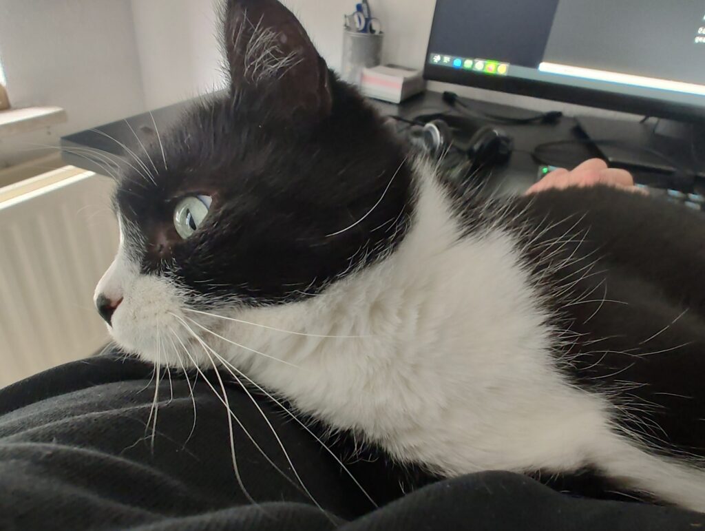 Schwarzweißer Kater Phips liegt in meiner Armbeuge und sieht gelassen aus