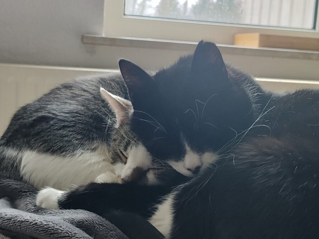 Links Kater Sammy und rechts Kater Phips. Beide liegen zusammengekuschelt, die Köpfchen eng aneinander Gedrückt, auf einer Kuscheldecke