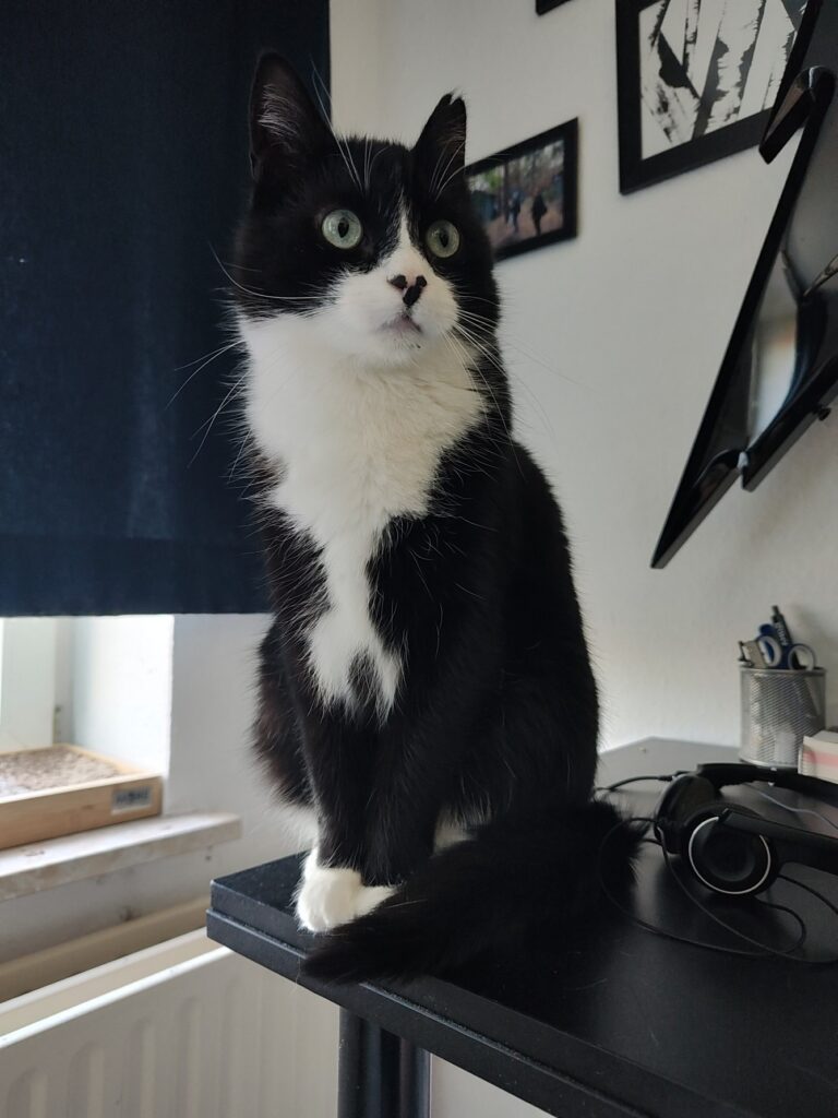 Porträt vom Kater Phips. Er sitzt auf einem Schreibtisch und blickt neben der Kamera vorbei. Im Hintergrund hängt eine Gitarre an der Wand und daneben ist ein Fenster mit Vorhang